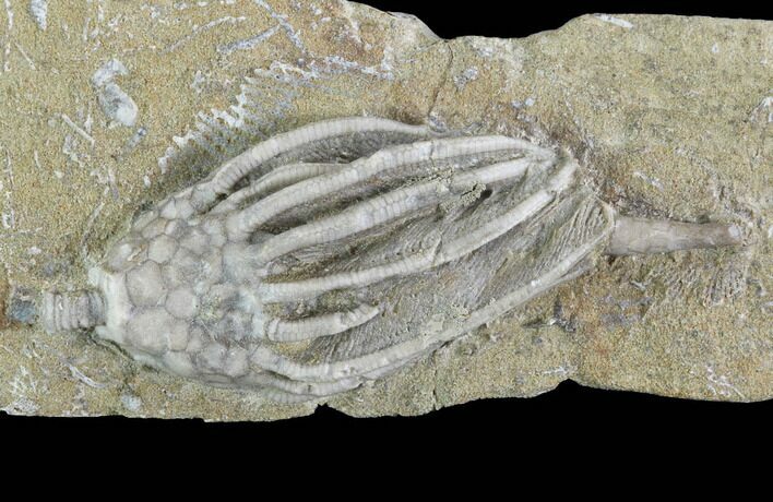 Crinoid (Macrocrinus) Fossil - Crawfordsville, Indiana #94451